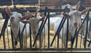 IMG 3316 Scaled 1 300x175