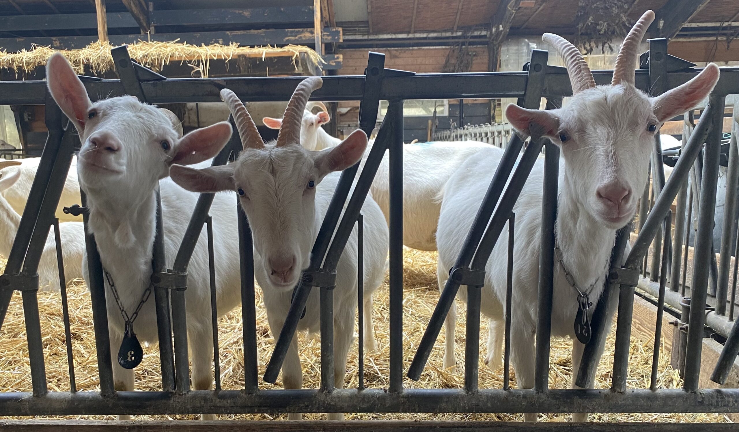 Happy Bachdag: Bach & Sons on synths IMG 3316 Scaled 1